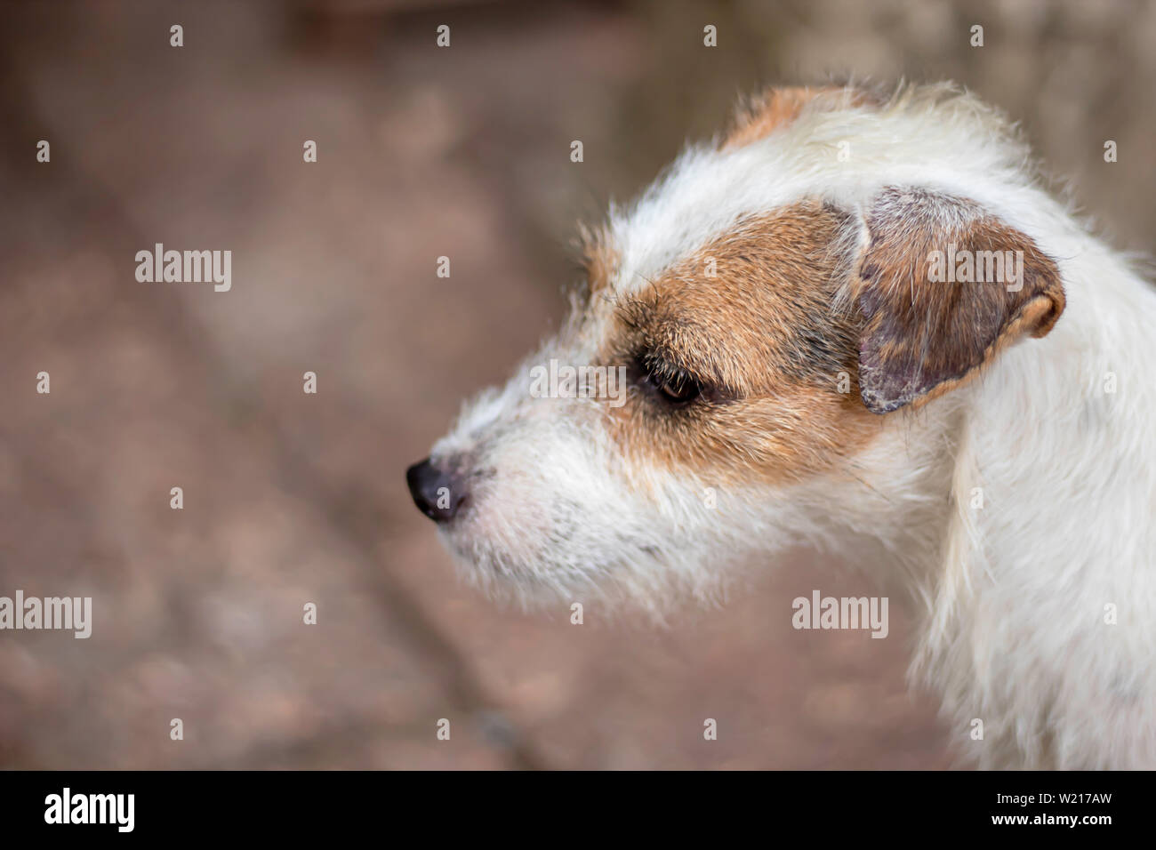 Portrait of white dog On the floor brown brick Stock Photo