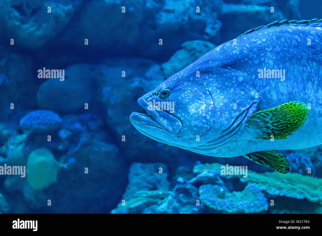 Colorful fish or Epinephelus lanceolatus in the sea background the coral , Thailand. Stock Photo