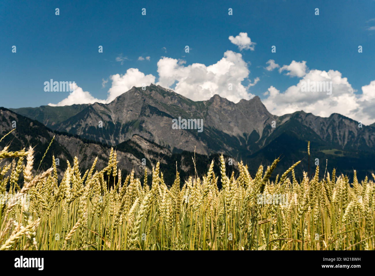 Wheat field with mountains in the background hi-res stock photography ...