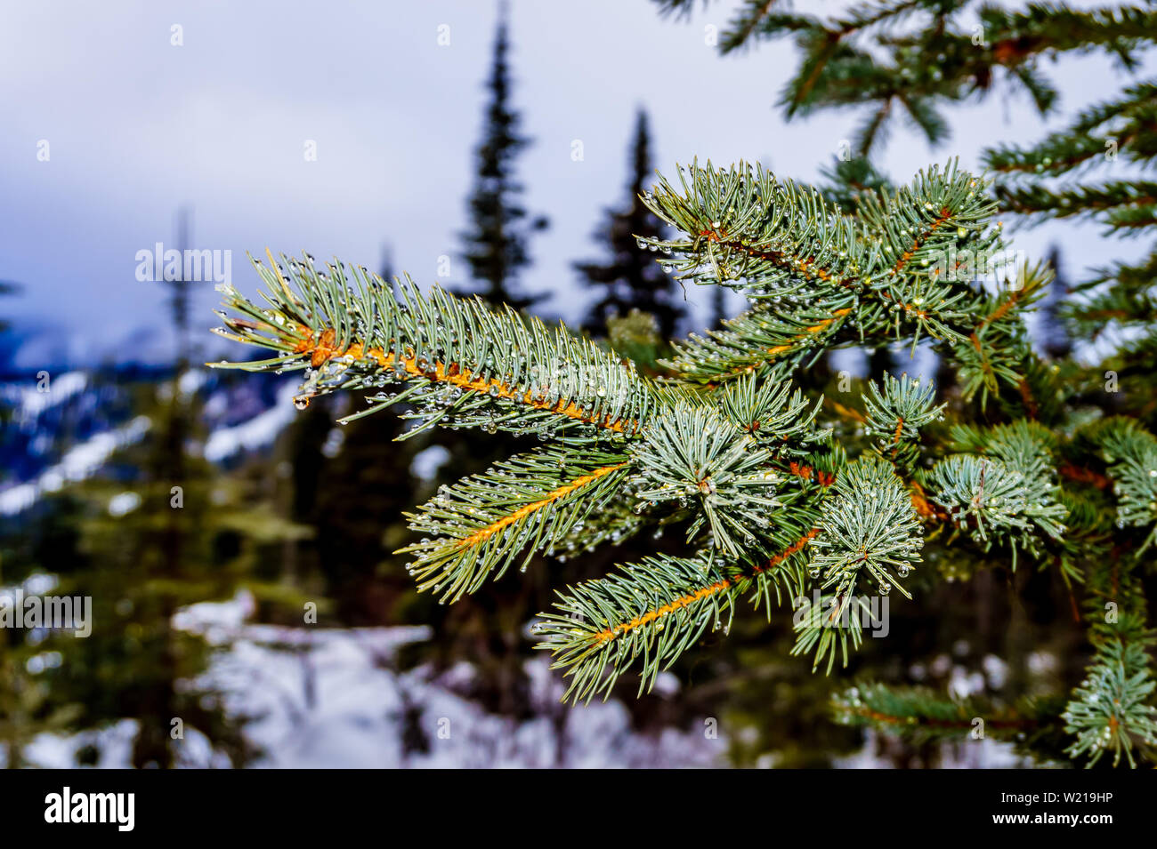 One of the many evergreen trees in the Alpine Village of Sun Peaks in beautiful British Columbia, Canada Stock Photo