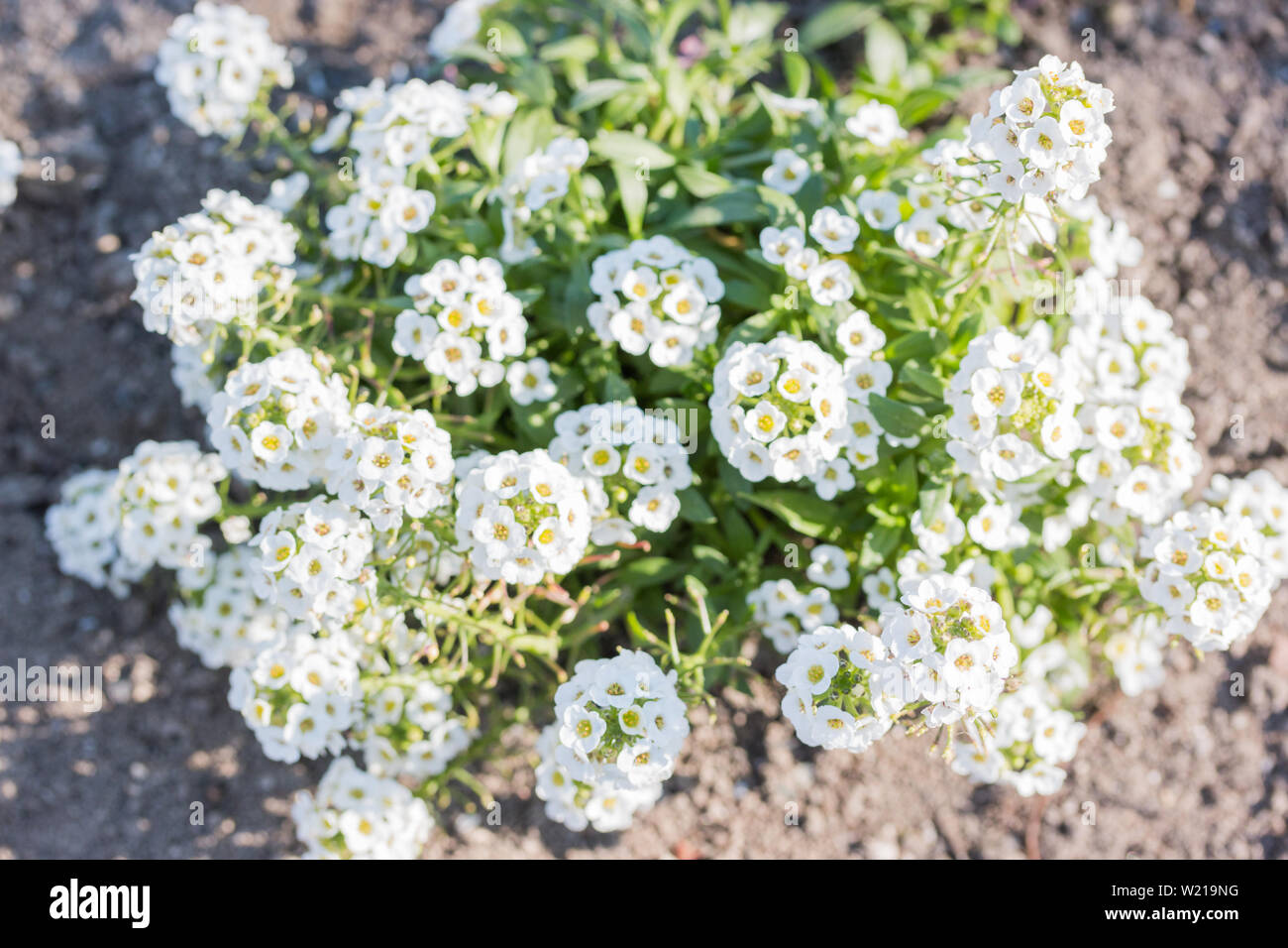 white flowers of Lobularia maritima called Alyssum maritimum Stock ...