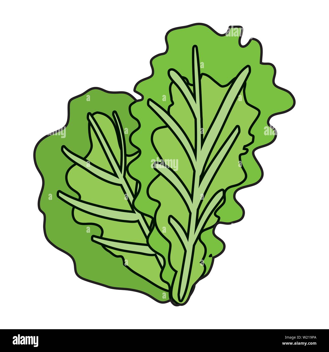 fresh lettuce vegetable healthy icon Stock Vector Image & Art - Alamy