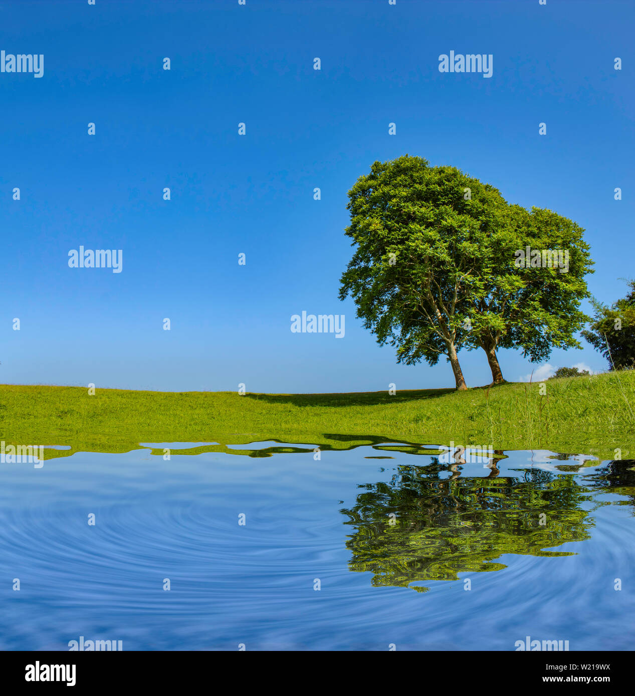 The reflection of trees and grass in the water on the bright sky Stock ...