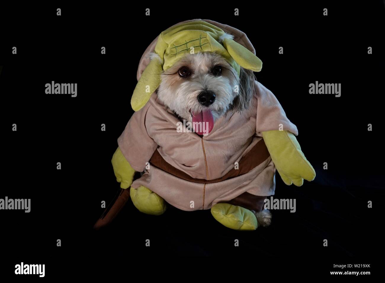 A dog is dressed up as Yoda from the movie Star Wars for Halloween. Stock Photo