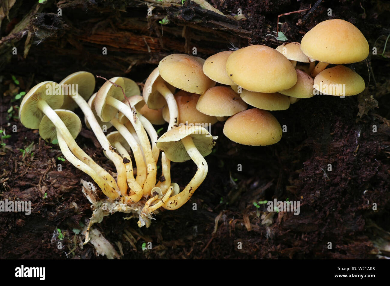 Hypholoma fasciculare, commonly known as the sulphur tuft, sulfur tuft or clustered woodlover Stock Photo