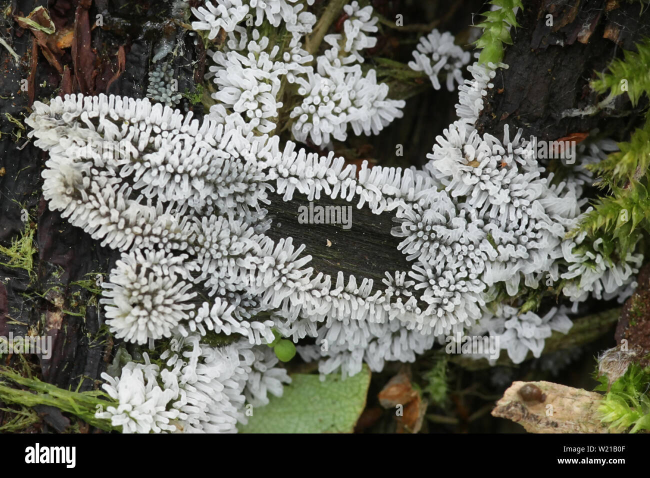 Sporangia of white coral slime mold, Ceratiomyxa fructiculosa Stock Photo