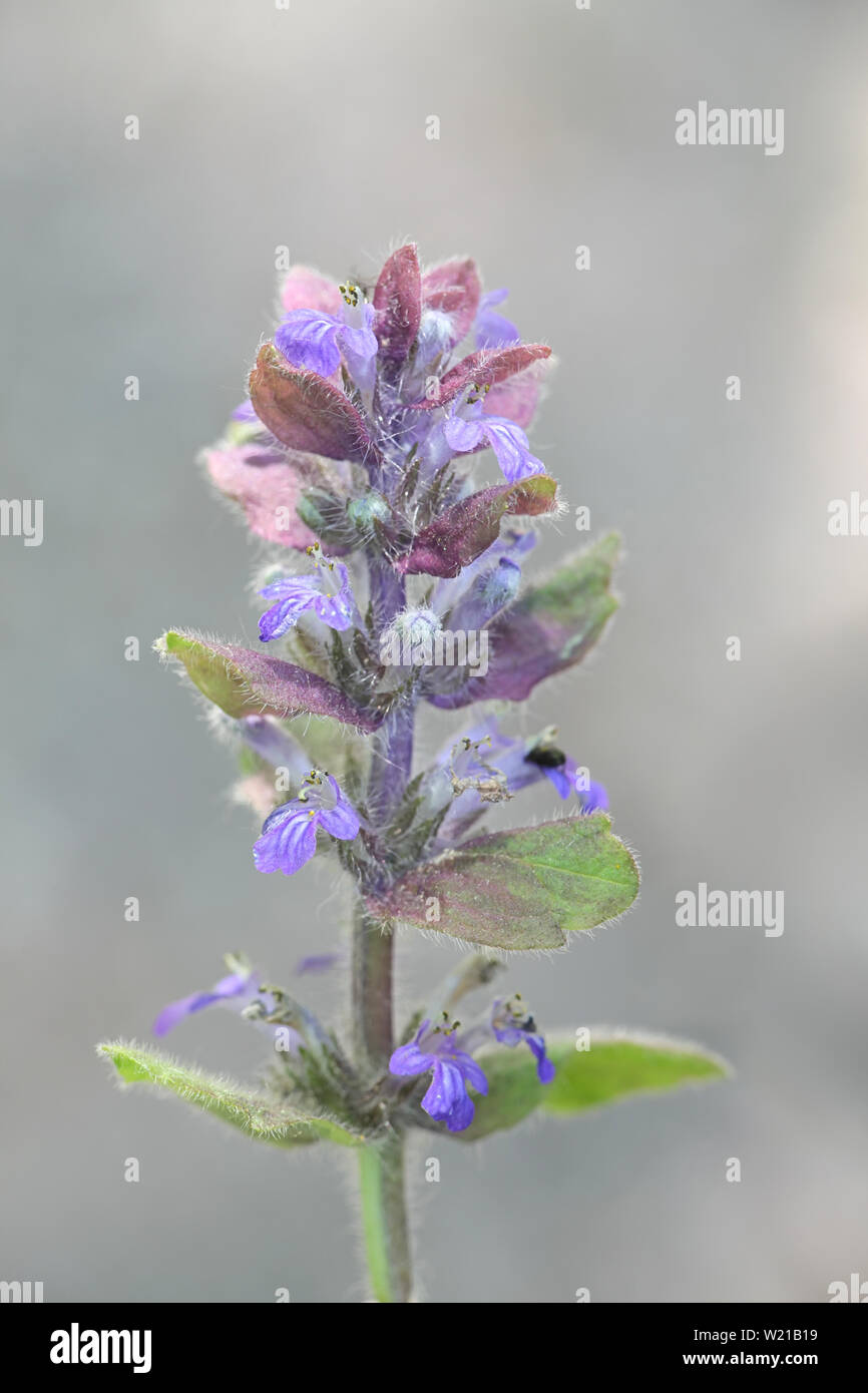 Ajuga reptans, known as bugle, blue bugle, bugleherb, bugleweed, carpetweed, carpet bugleweed, and common bugle, growing wild in Finland Stock Photo