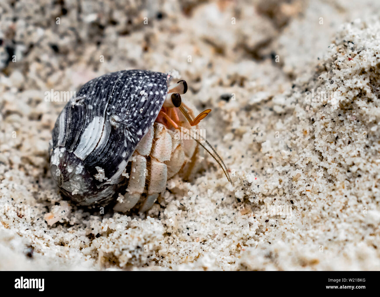 Coenobita rugosus, known as Hermit Crab, peeping from shell, to observe surroundings through flagellum and antennae. Crustacean of family Paguroidea Stock Photo