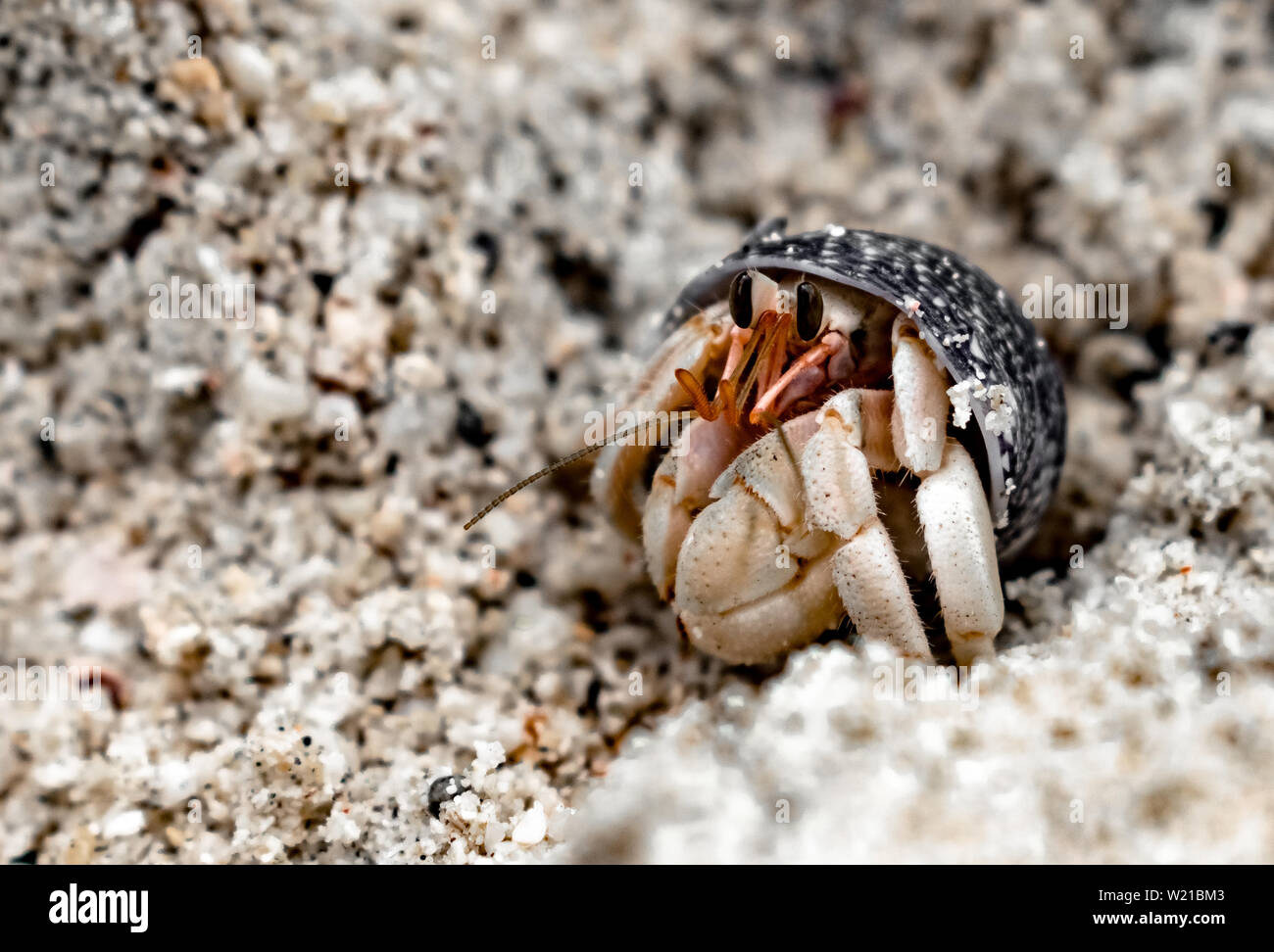 Coenobita rugosus, trivially called Hermit Crab, peeping from its shell, to observe surroundings through its flagellum and antennae. Stock Photo