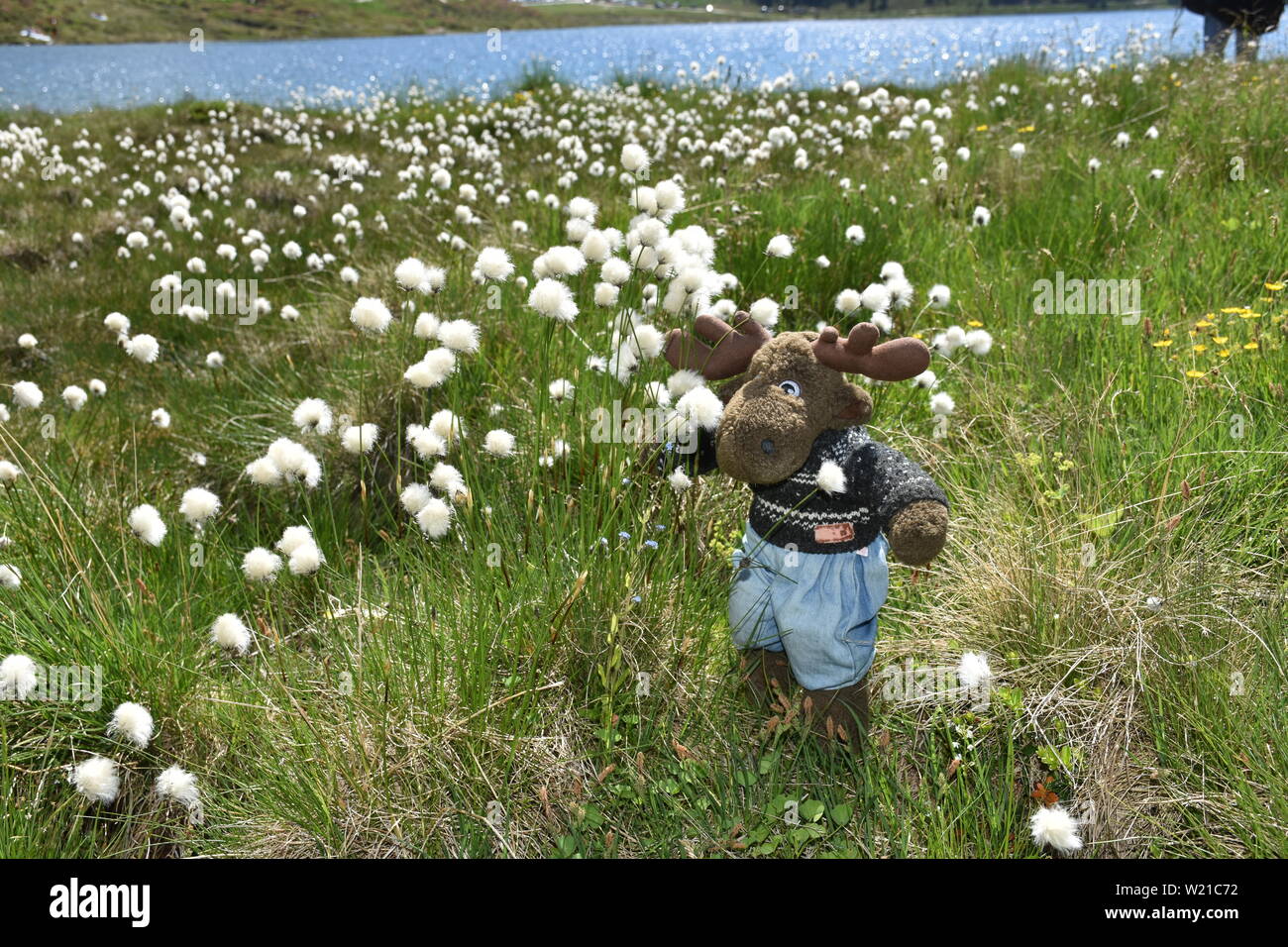 Elch, Stofftier, Plüschtier, Fell, Wild, Geweih, Alm, Almwiese, ausrasten, entspannen,  Enzian, Almrausch, Wollgras, Bergblumen, Almblumen, Strauch, B Stock Photo