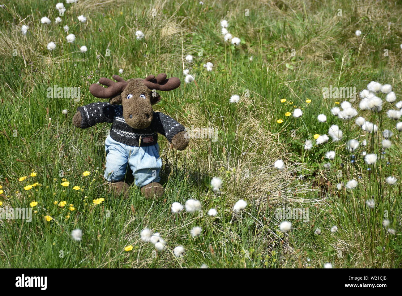 Elch, Stofftier, Plüschtier, Fell, Wild, Geweih, Alm, Almwiese, ausrasten, entspannen,  Enzian, Almrausch, Wollgras, Bergblumen, Almblumen, Strauch, B Stock Photo