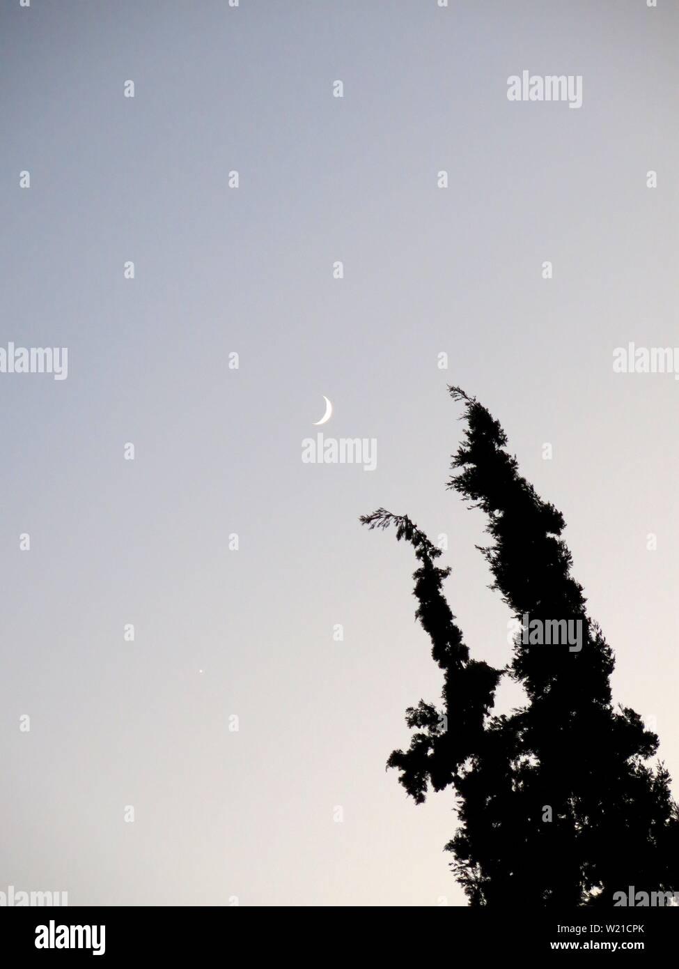Silhouette of a tree top against evening sky pointing at the crescent of the moon. Stock Photo