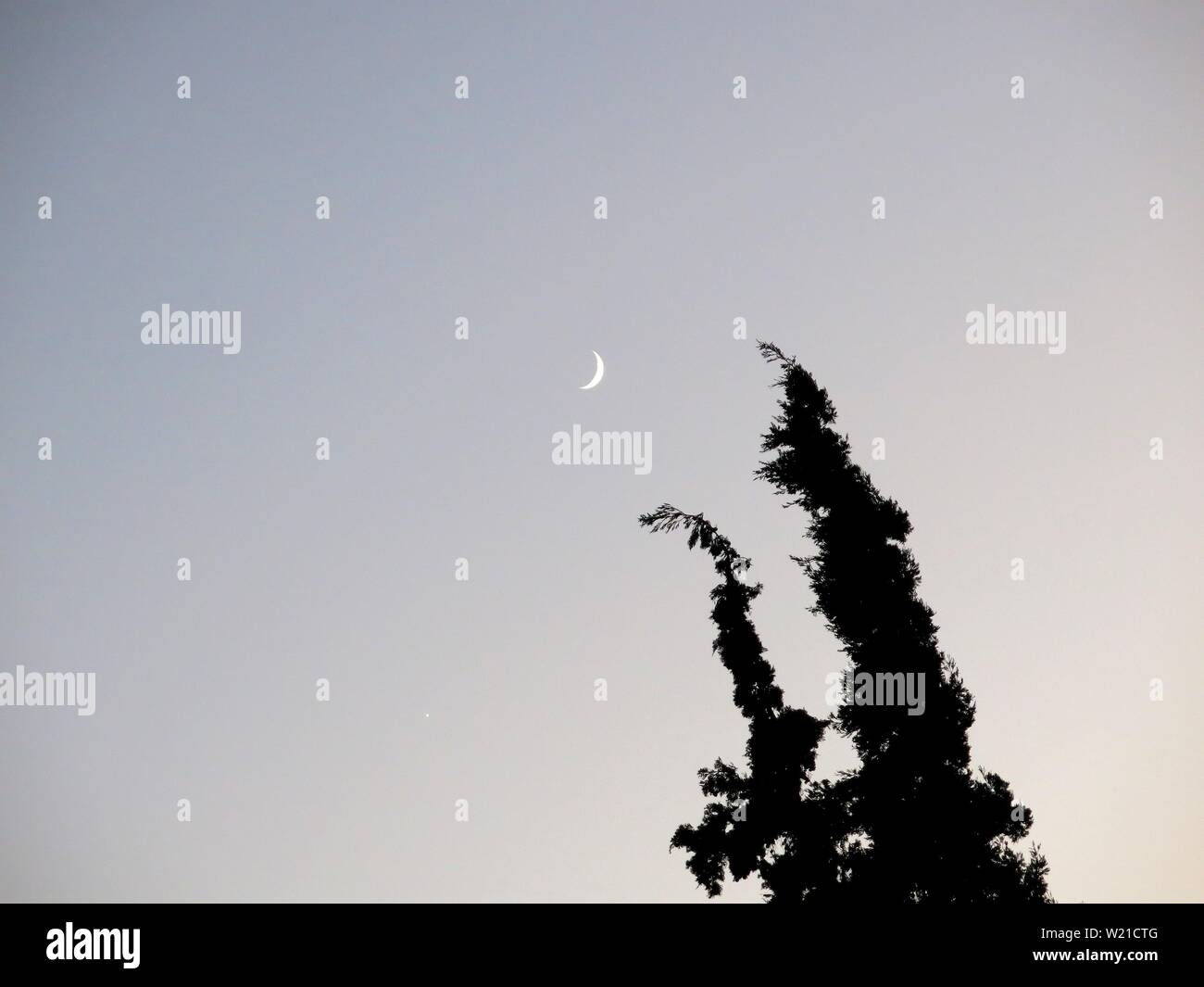 Crescent moon tree silhouette hi-res stock photography and images - Alamy