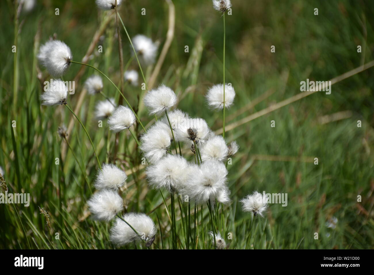 Wollgras, Wollgräser, Wiese, Sumpf, Sumpfwiese, Skandinavien, Hochgebirge, Alpen, Zentralalpen, Blume, weich, sanft, weiß, Faden, Alm, Staller Sattel Stock Photo