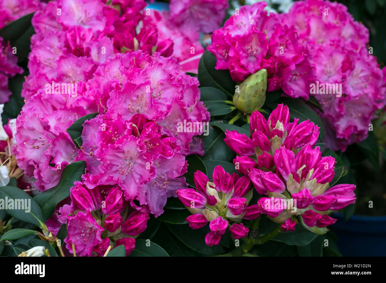 Bush of azaleas in pink color. Rhododendron Pearces. Pink flowers close-up. Scarlet, red, azaleastrum. Alpine rose is bloom. Potted garden. Hot pink Stock Photo