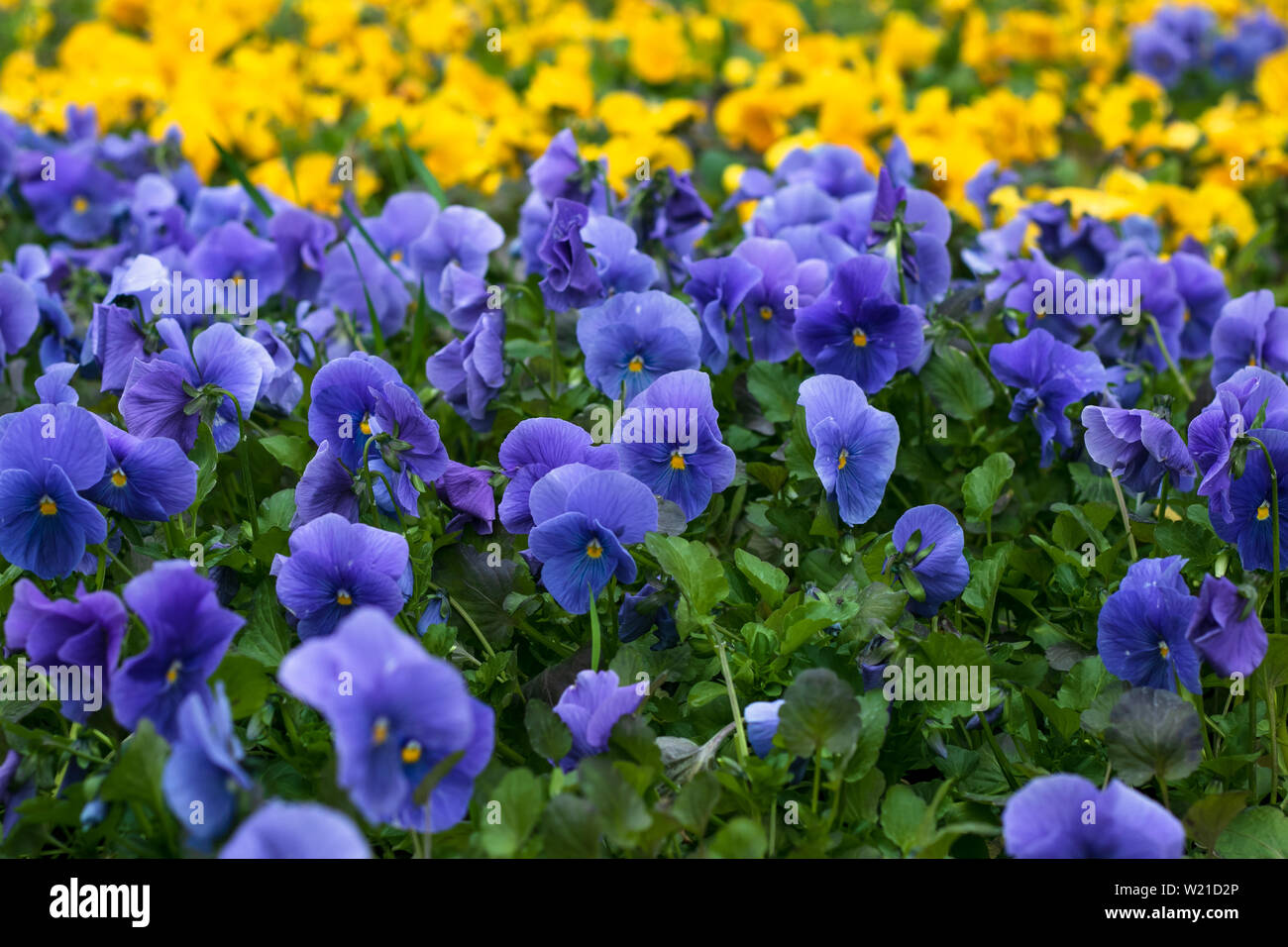 Blue flowers in the garden. Field of violet pansies. Heartsease, pansy background. Floral pattern. Flower season. Wild nature. Purple viola close-up. Stock Photo