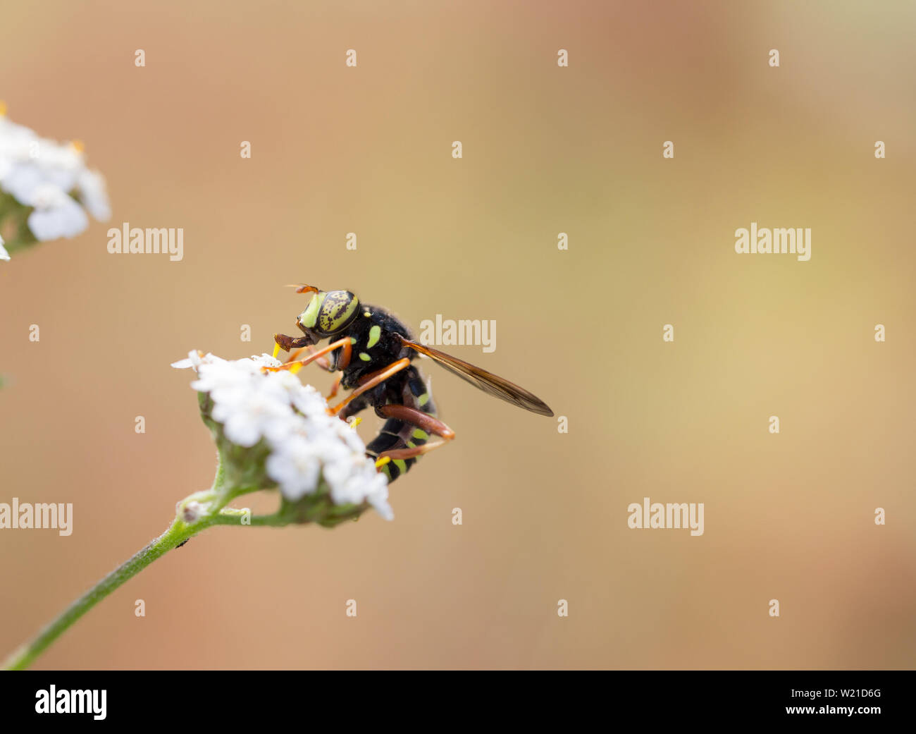 Wasp mimic hoverfly Stock Photo