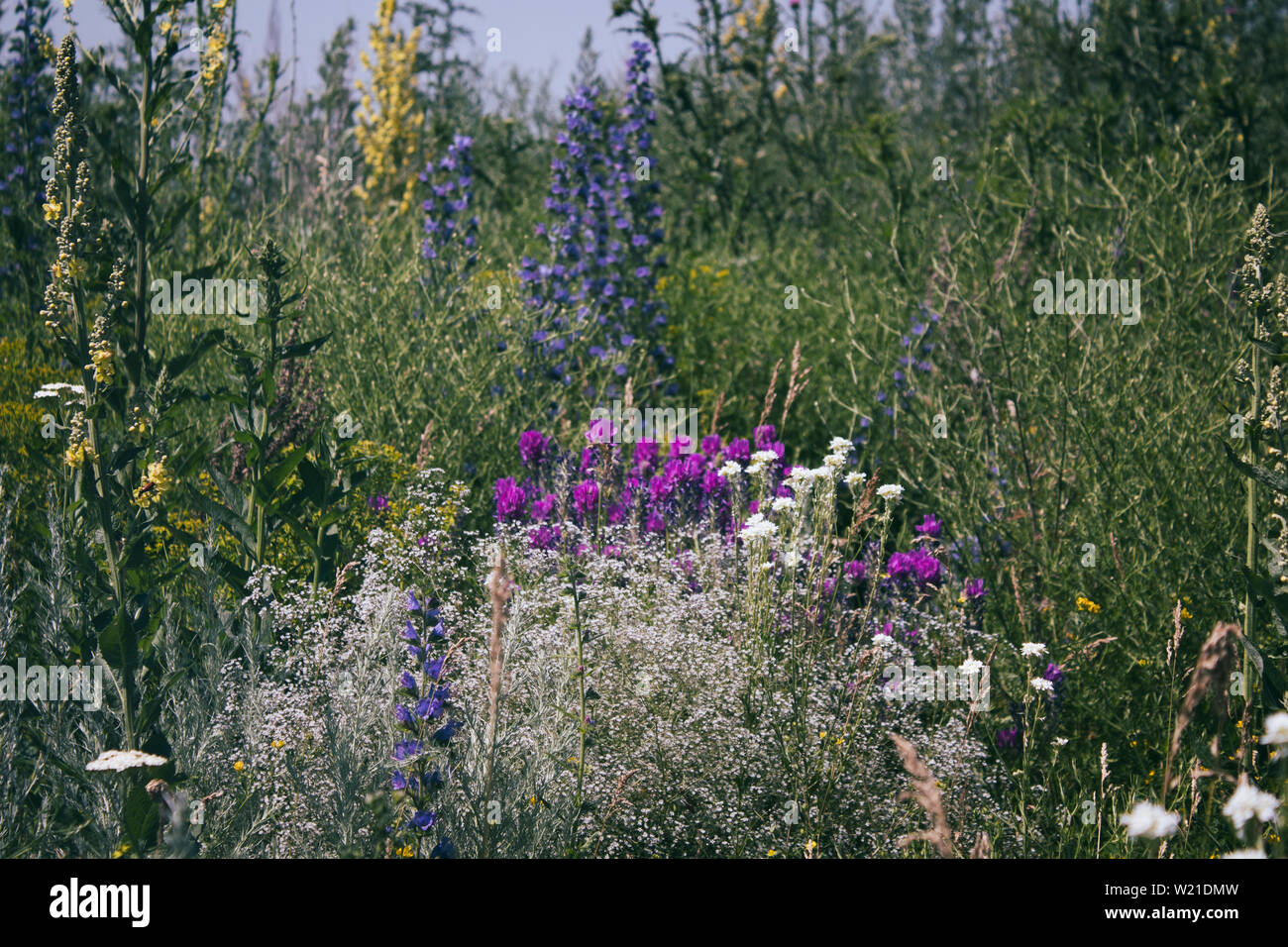Summer meadow background. Summer plants.  Selective focus. Stock Photo