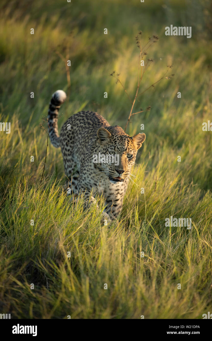Female leopard walking and marking territory in Chitabe Okavango Delta