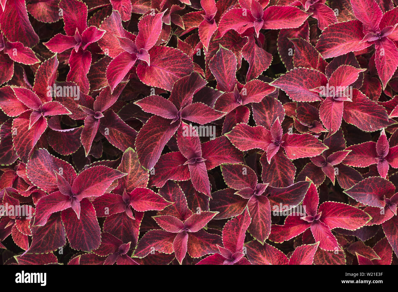 Bright red leaves of perennial plant coleus, plectranthus scutellarioides. Decorative red velvet coleus fairway plants. Background of red leaves. Stock Photo