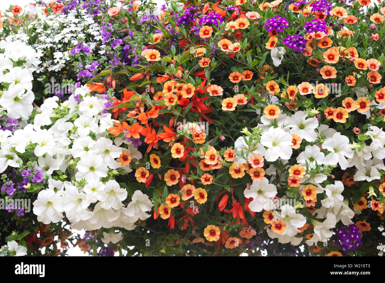 Colourful hanging baskets at Ball Colegrave gardens Open Day. Stock Photo