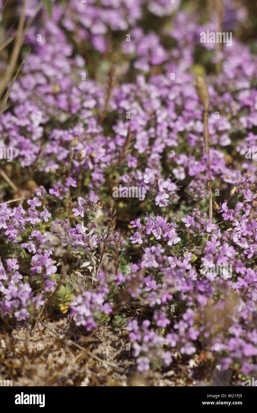 Flowering carpet of Wild Thyme (Thymus polytrichus) growing wild Stock Photo