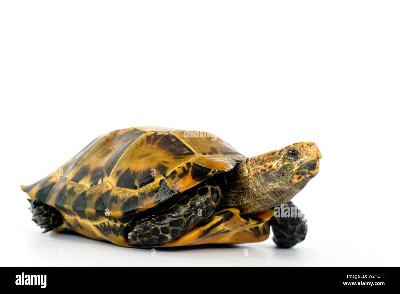 Inland turtles in Asia are called 'Impressed tortoise, Manouria impressa ' isolated on white background.. Stock Photo
