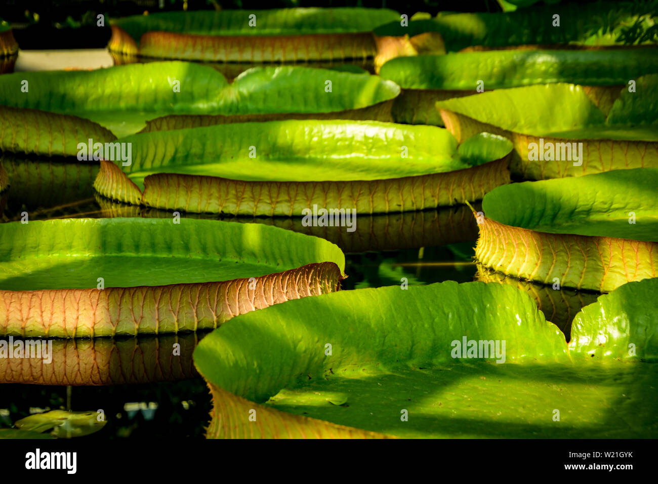 giant tropical water lily leaves swimming in pond Stock Photo