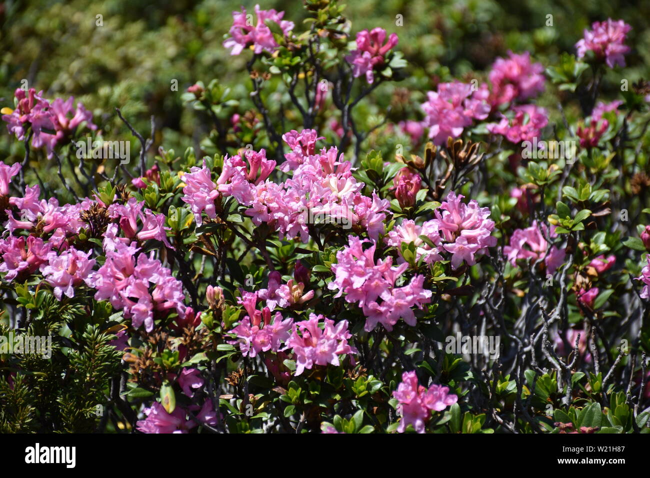 Alpenpflanze hi-res stock photography and images - Alamy