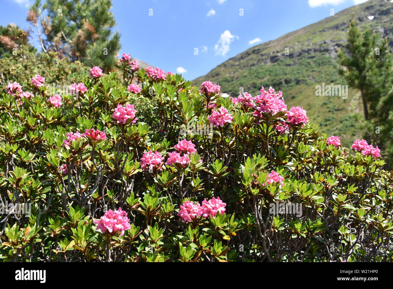 Alpenrose Bewimperte Alpenrose Almrausch Almenrausch Steinrose