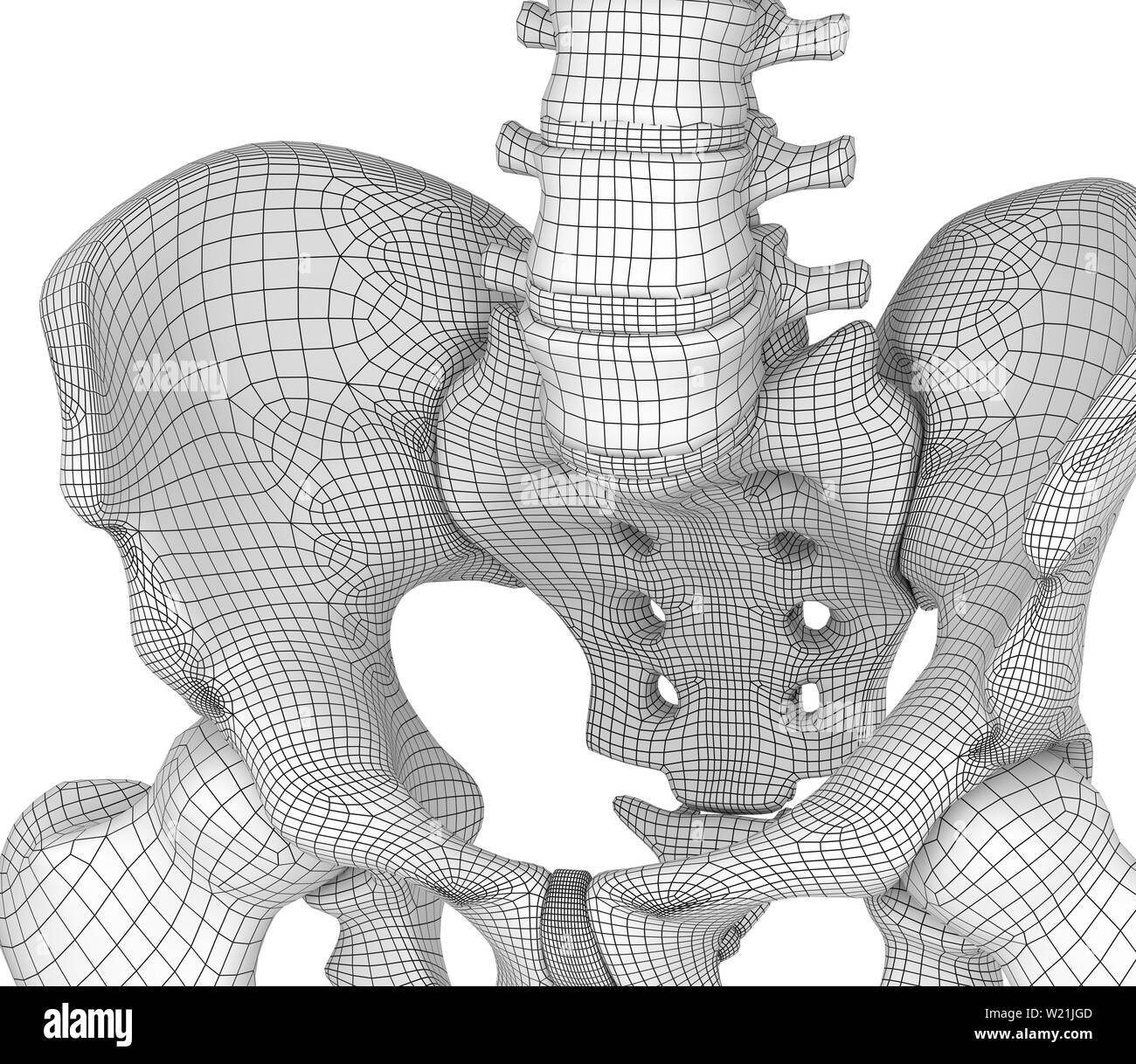 Pelvic area anatomy , backside view, 3d render Stock Photo