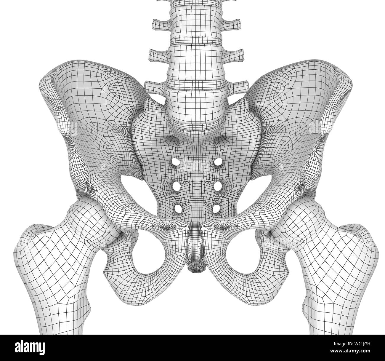 Pelvic area anatomy , backside view, 3d render Stock Photo