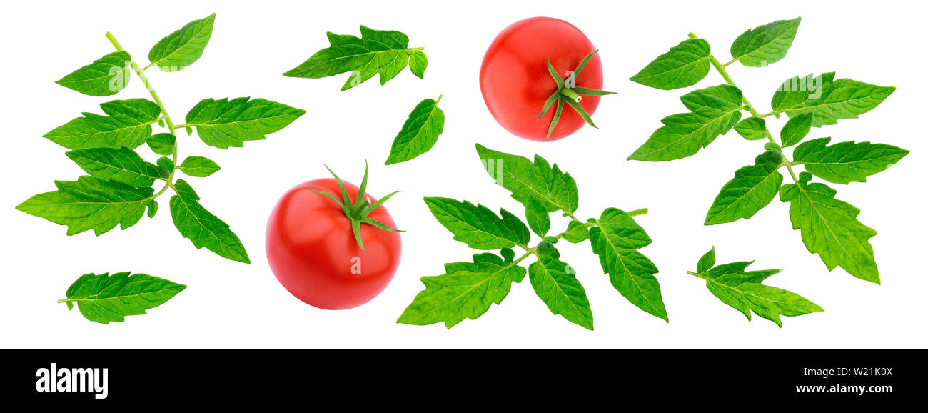 Tomato leaves isolated on white background with clipping path Stock Photo