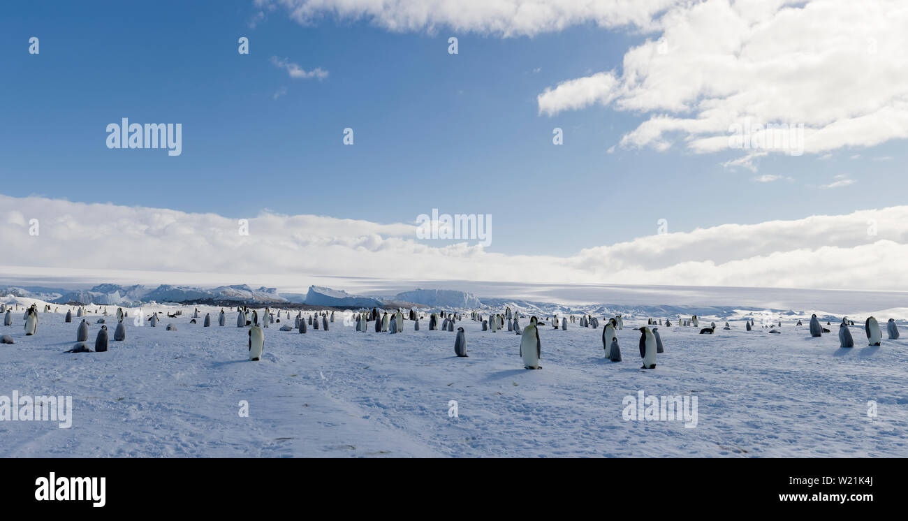 Antarctica, Cape Colbeck Emperor Penguin crèche panorama Stock Photo