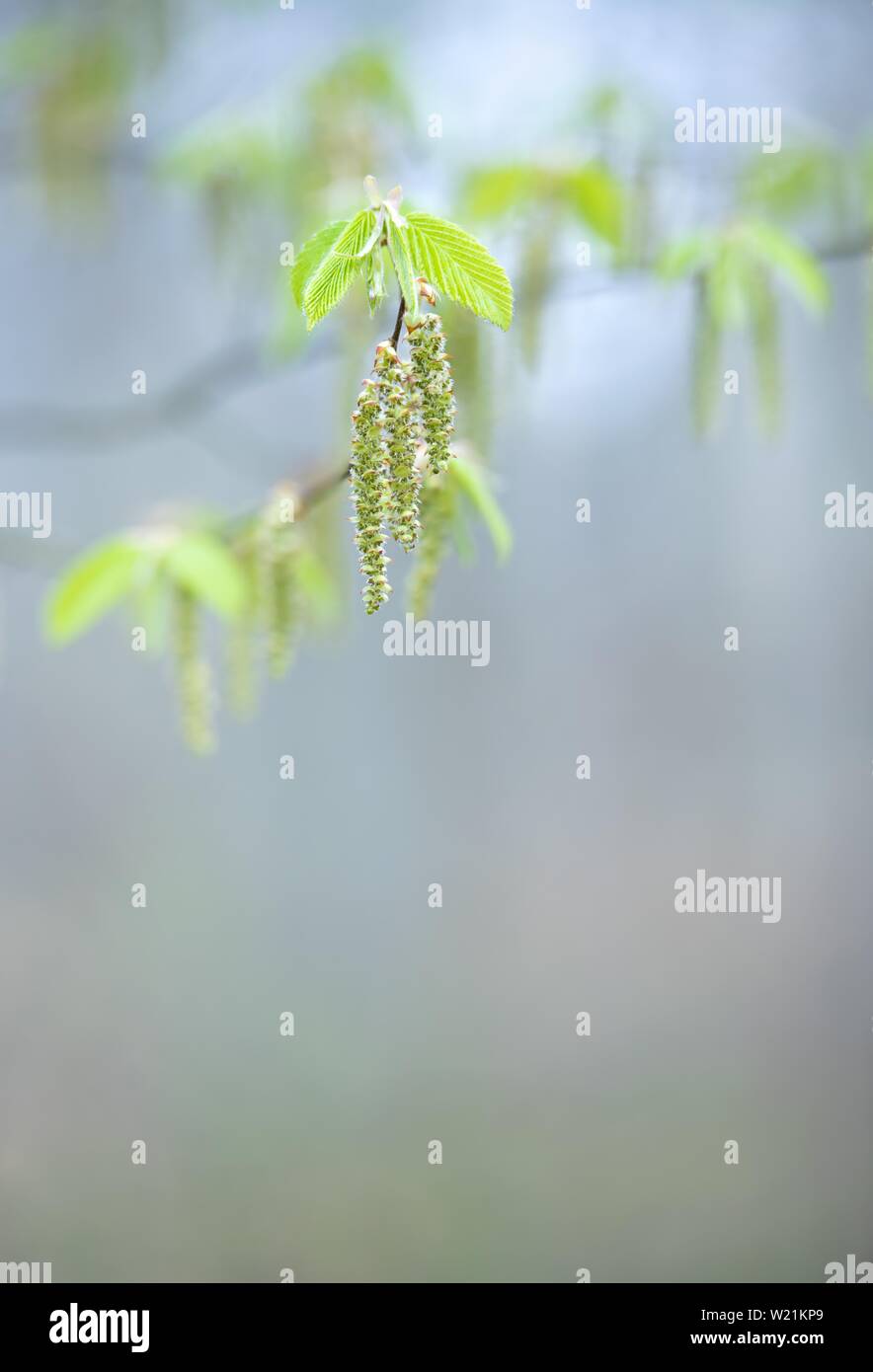 European hornbeam (Carpinus betulus), delicate green leaves and inflorescences in spring, symbolic picture of early flowering allergy, Saxony-Anhalt Stock Photo