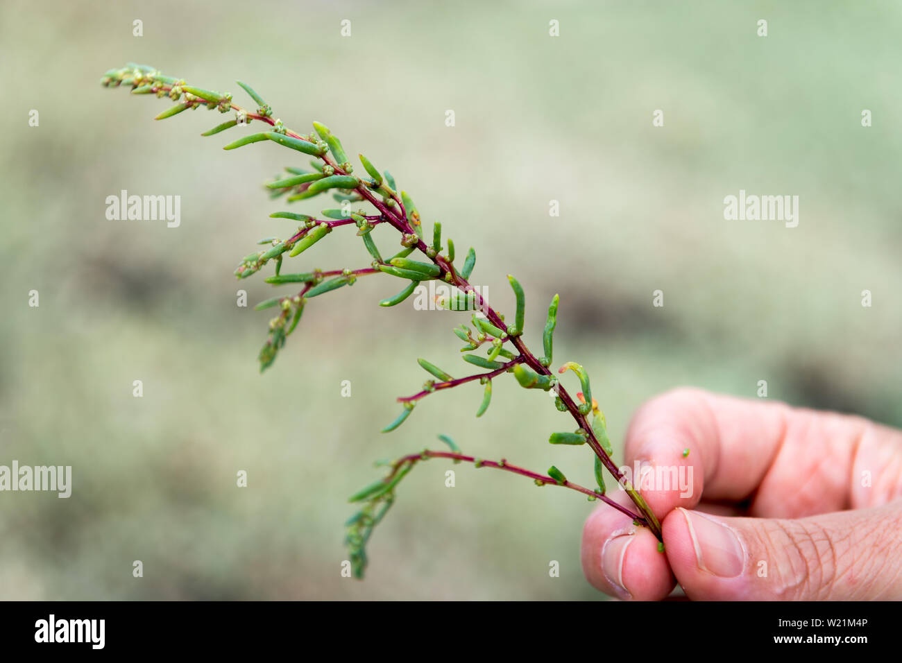 Edible Seat Wort picked in Jersey, Channel Islands Stock Photo Alamy