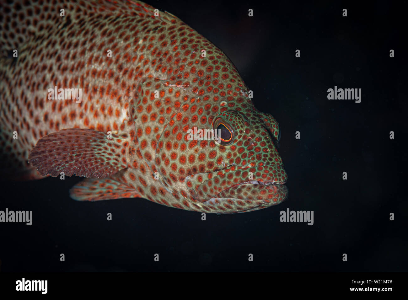 Grouper stares suspiciously at the camera on the reef at Bonaie, Netherlands Antilles Stock Photo