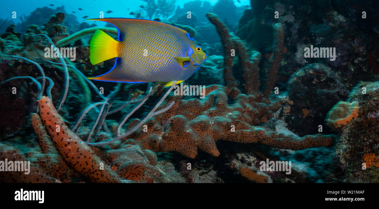 The brilliant blue colours of a Queen Angelfish  (Holacanthus ciliaris) on the Cliff dive site, Bonaire, Netherlands Antilles Stock Photo