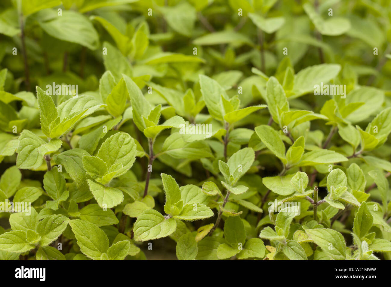 Young mint grows in nature. Spearmint herb leaves. Summer season peppermint  plant background Stock Photo - Alamy