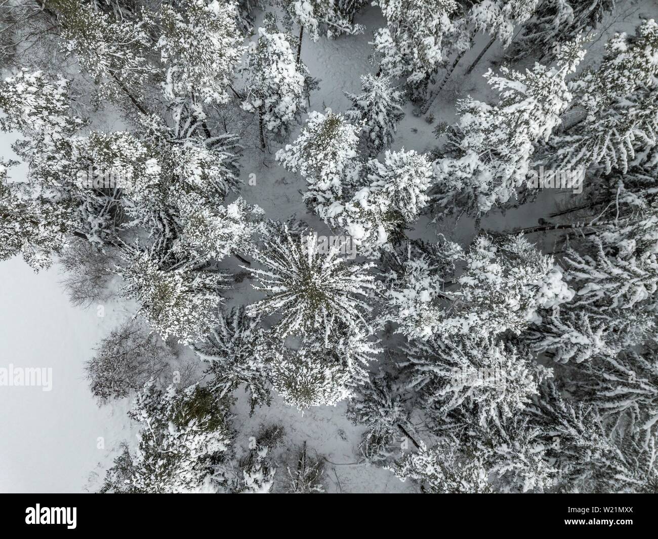 Snow-covered spruce forest from above, bird's eye view, Bavaria, Germany Stock Photo