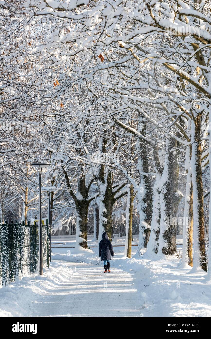 Pedestrian walking, path in a park through snowy trees, Harlaching, Munich, Bavaria, Germany Stock Photo