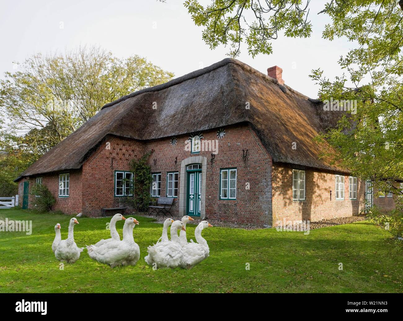 Goose House 