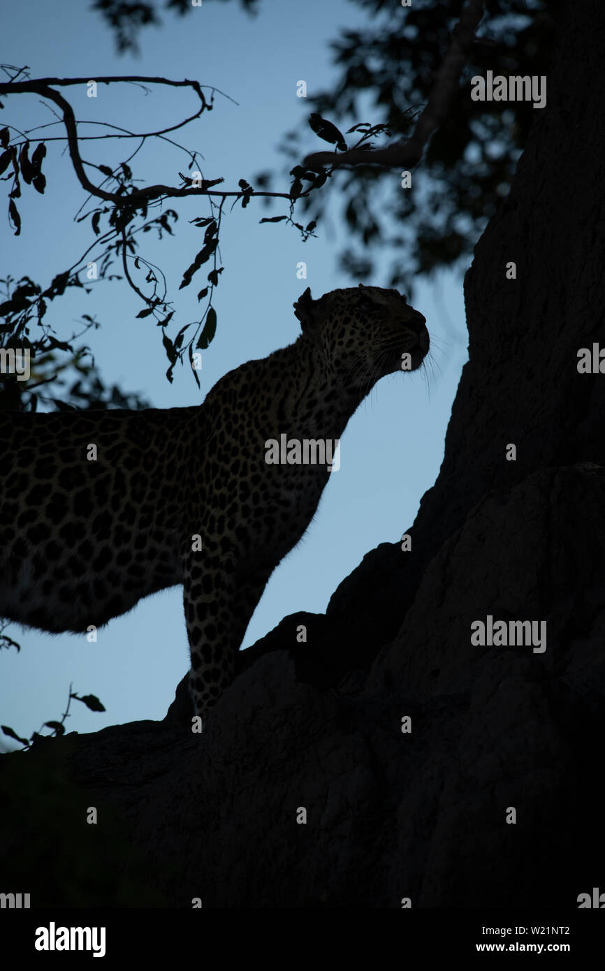 Female african leopard called Maru, one of the two cubs of Legadima, that survived in Mombo Okavango Delta in Botswana Stock Photo