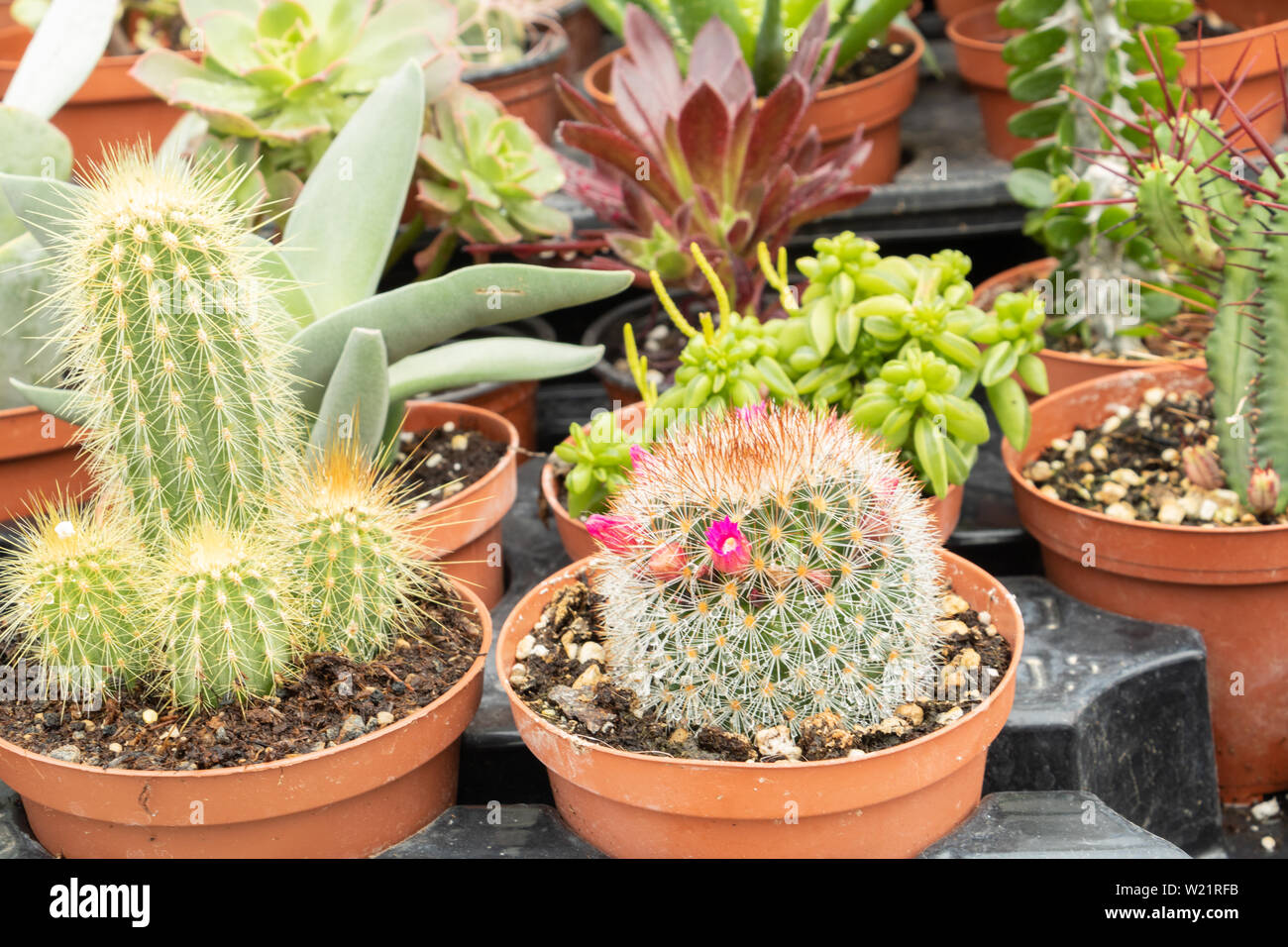 Different varieties of flowers and cacti and succulents, cacti and desert plants and arid soils Stock Photo