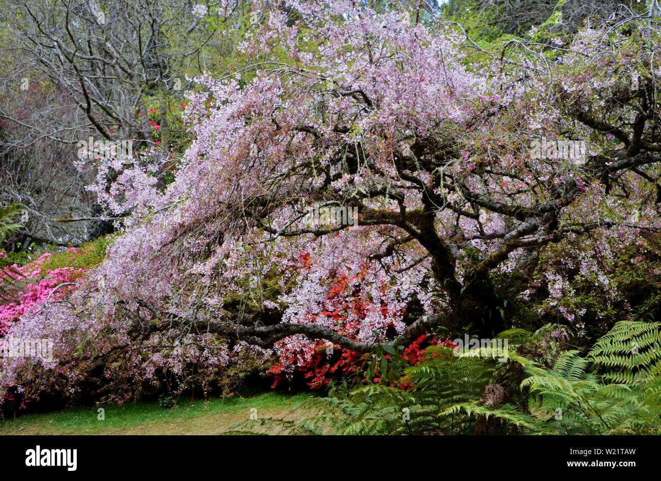 Dandenong Ranges National Park Olinda Victoria Plants and flowers