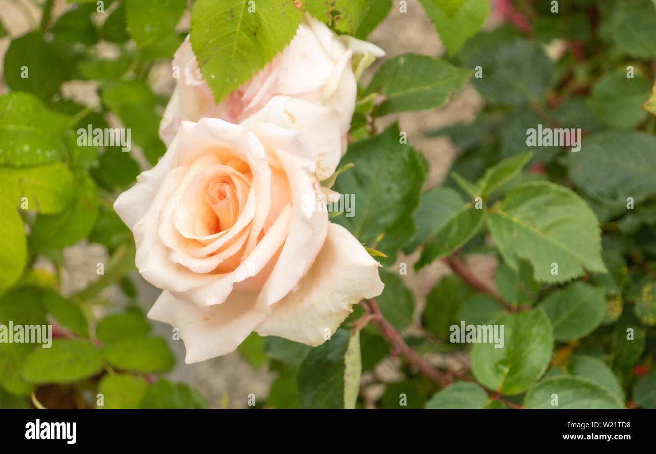 Rose of old pink color, on a rose bush in bloom Stock Photo - Alamy