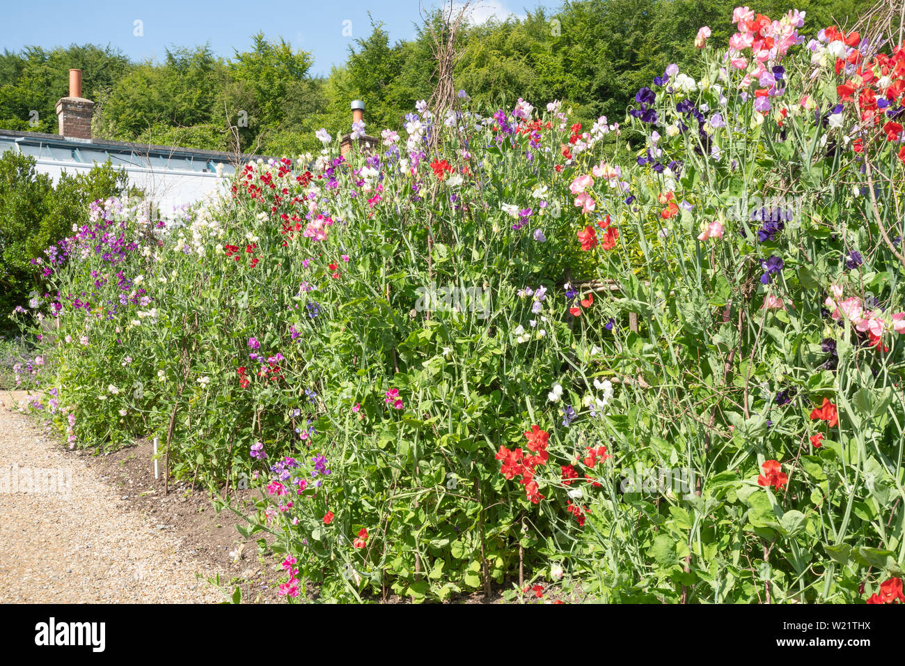 The walled kitchen gardens at Titsey Place country estate in Surrey, UK, on a sunny summer day, with sweet peas (Lathyrus odoratus) Stock Photo