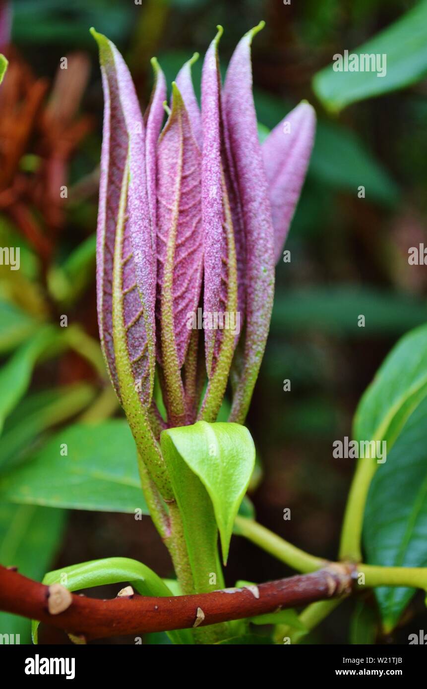Dandenong Ranges National Park Olinda Victoria Plants and flowers
