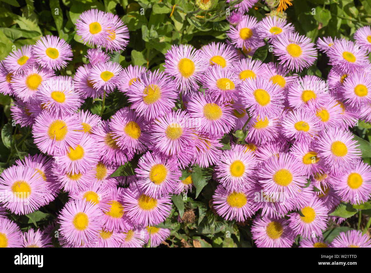 Aster alpinus, pink and yellow flowers in the daisy family (Asteraceae) in an English garden in early July, UK Stock Photo