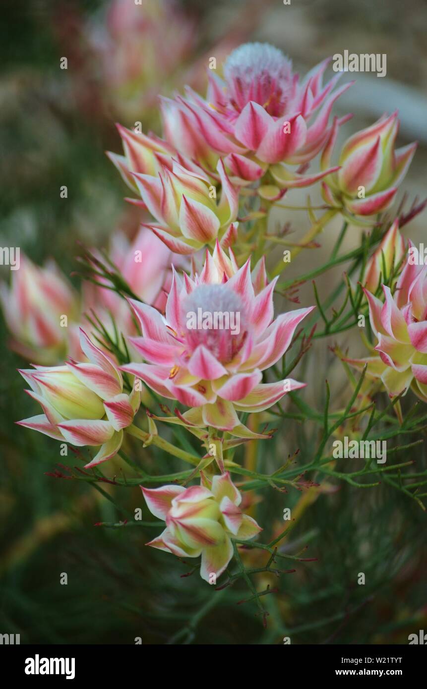 Dandenong Ranges National Park Olinda Victoria Plants and flowers